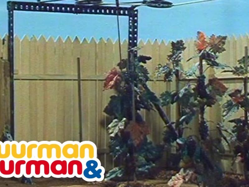 Buurman en Buurman Wijn maken